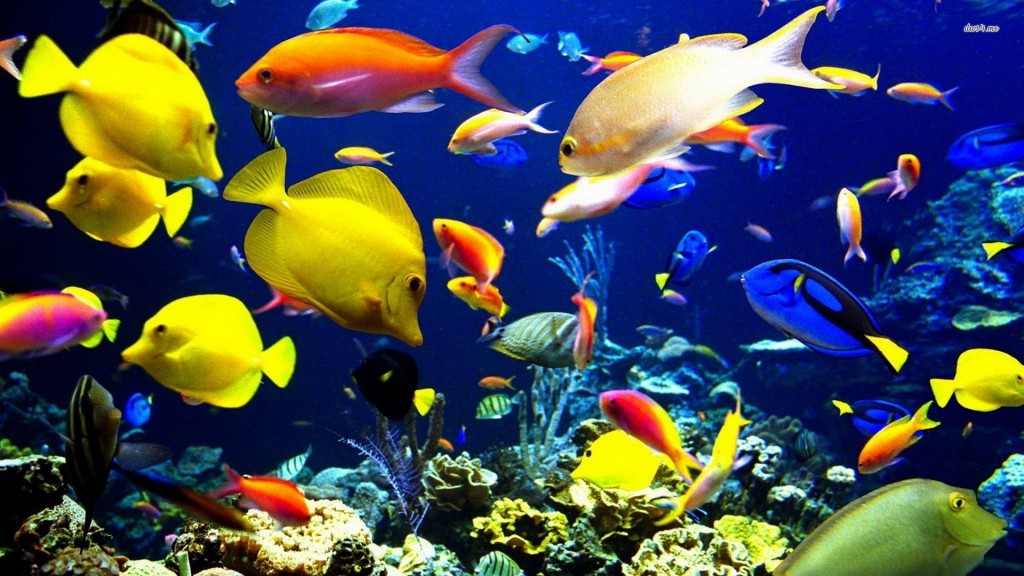 tropical-fish-digital-art-wallpaper